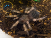 Mexican Red Knee Tarantula (Sling) - Brachypelma smithi