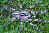 Indian Ornamental Tarantula (Sling) - Poecilotheria regalis