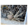 Indian Ornamental Tarantula (Sling) - Poecilotheria regalis