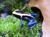 Powder Blue Tinc Dart Frog - Dendrobates tinctorius