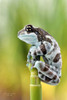 Amazon Milk Frog - Trachycephalus resinifictrix