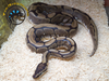 Ball Python Adult (Spider) - Python regius