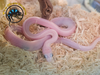 Texas Rat Snake (Leucistic) - Pantherophis obsoletus lindheimeri