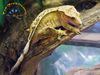 Crested Gecko (Adult) - Rhacodactylus ciliatus