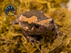 Chubby Frog-  Kaloula pulchra