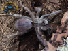 Rear Horned Baboon Tarantula (Sling) - Ceratogyrus darlingi