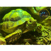 Sulcata Tortoise (African Spur-Thigh) - Centrochelys sulcata