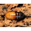 Madagascar Hissing Cockroach - Gromphadorhina portentosa