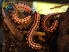 Pink Dragon Millipede - Desmoxytes sp. Pink Dragon Millipede - Desmoxytes sp.