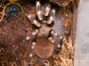 Brazilian Red and White Tarantula (Sling) - Nhandu chromatus