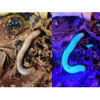 Glowing Millipede - Litostrophus sp.
