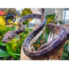 Amazon Tree Boa - Corallus hortulanus
