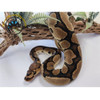 Ball Python Baby (Clown) - Python regius