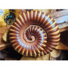 Giant African Golden Millipede - Telodeinopus assiniensis