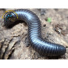 Floyd's Scrub Millipede - Floridobolus floydi