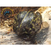 Togo Rain Frog - Hemisus guineensis