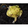 Pacman Frog (Key Lime) - Ceratophrys cranwelli