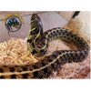 Checkered Garter Snake - Thamnophis marcianus