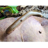 Giant Strawberry Blonde Pink Foot Millipede - Narceus americanus