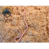 Corn Snake (Pink Coral Snow) Baby - Pantherophis guttatus