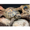 Greek Tortoise - Testudo graeca