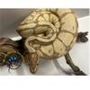 Ball Python (Banana) - Python regius