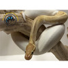 Ball Python (Banana Pied) - Python regius