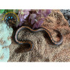 Kenyan Sand Boa Baby (Striped) - Gongylophis colubrinus