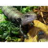 Blue Tongue Skink (Axanthic) - Tiliqua spp.