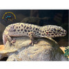 Leopard Gecko Jumbo - Eublepharis macularius