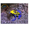 Kaw Mountain Dwarf Cobalt Dart Frog - Dendrobates tinctorius
