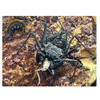 Central American Whip Scorpion - Phrynus spp