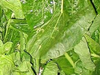 Greens - 1 qt Bag