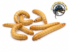 Giant Mealworms 100 ct