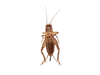 Medium Crickets 1000 ct