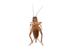Medium Crickets Dozen