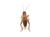 Small Cricket Dozen
