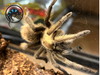 Texas Tan Tarantula - Aphonopelma anax
