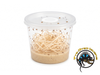 Fruit Fly Cup - "Hydei" - Drosophila hydei