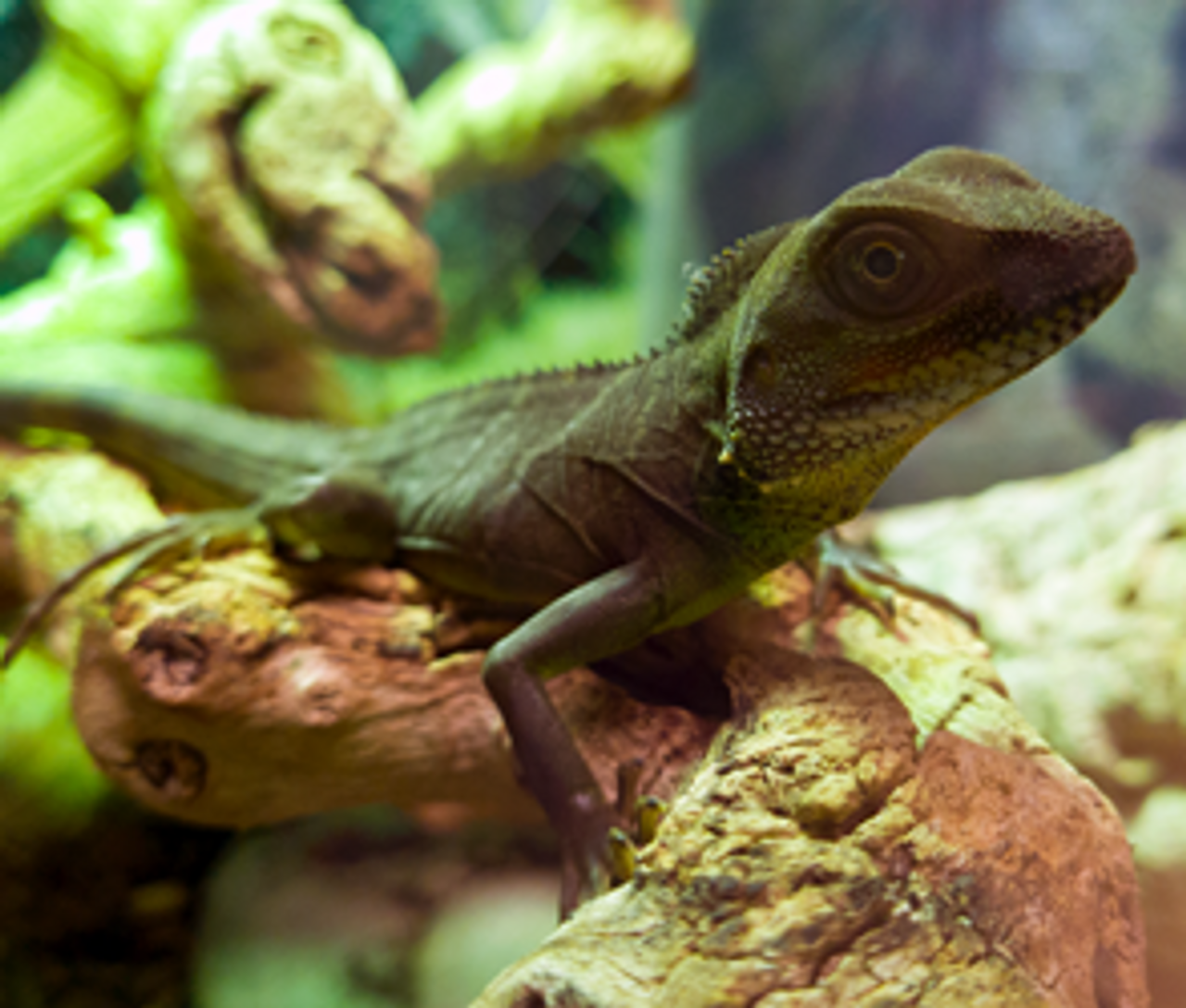 Forest Moss - The Tye-Dyed Iguana - Reptiles and Reptile Supplies in St.  Louis.