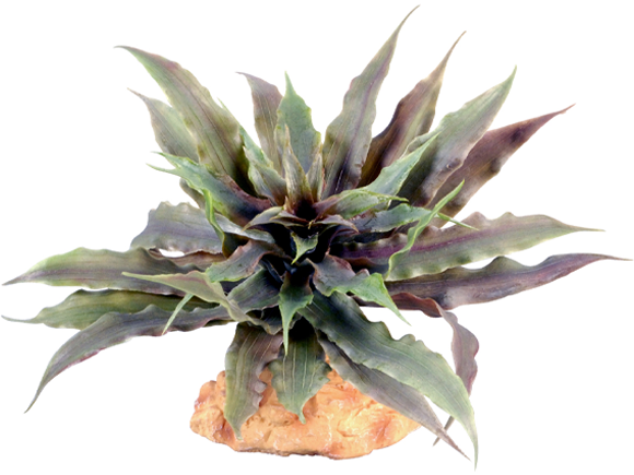 Star Cactus - Exo Terra | Tye-Dyed Iguana