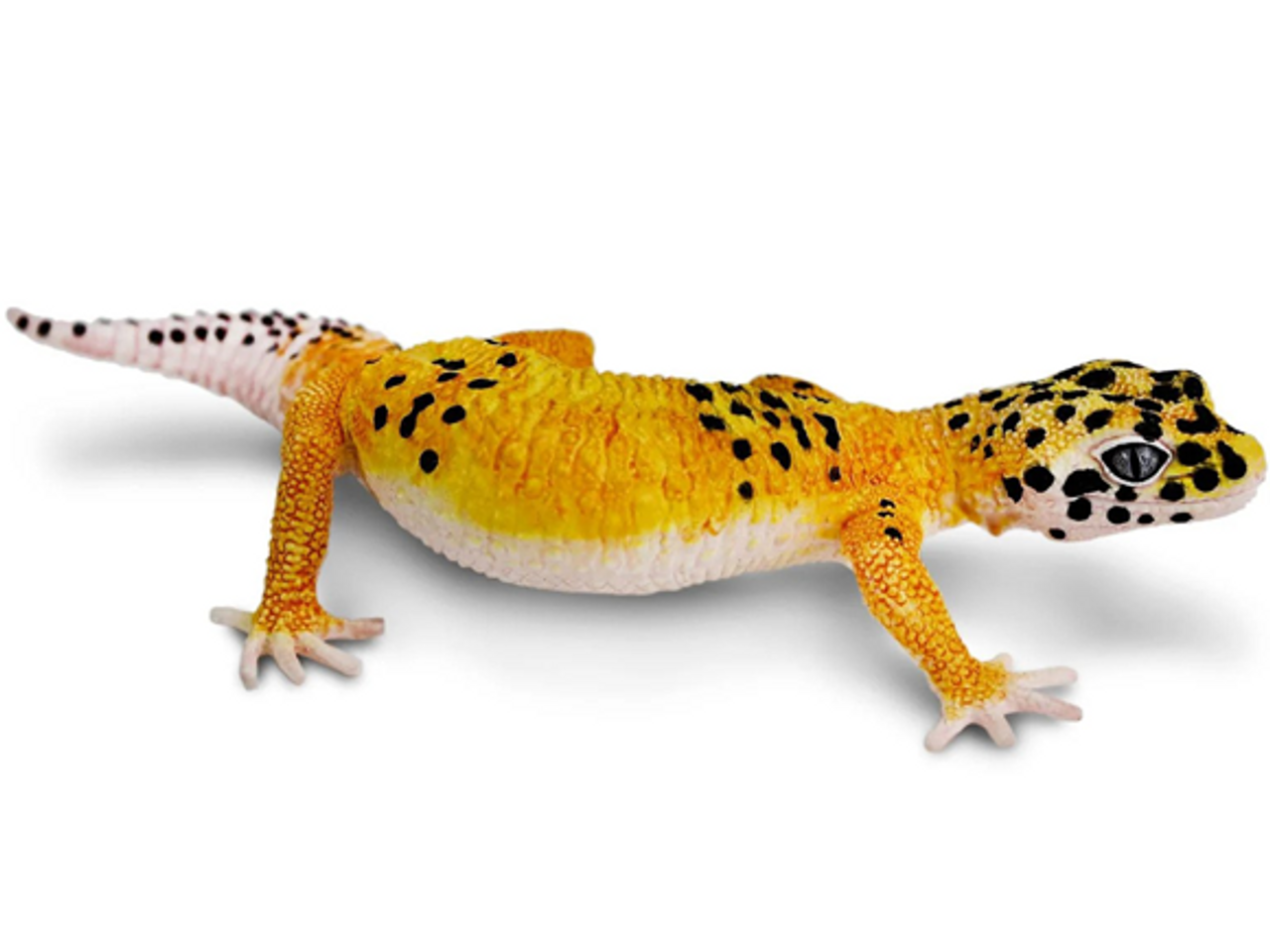 leopard gecko price list