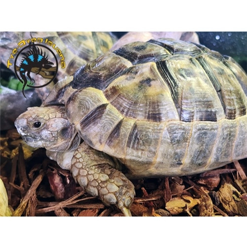 Testudo Tortoise Greek Spur Thighed Tortoise Size Greek Tortoise
