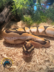 The Morph Craze: The Ethics of Breeding for Color vs. Health