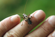 How to Care for Feeder Crickets How to Care for Feeder Crickets