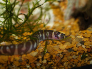 November Featured Fish: Kuhli Loach