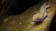 Are Tokay Geckos Tamable?