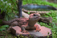 Are You Overheating Your Reptile? Are You Overheating Your Reptile?