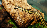 4 Snakes that Don't Eat Rodents 4 Snakes that Don't Eat Rodents