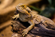 4 Unhealthy Behaviors to Watch for From Your Beardie 4 Unhealthy Behaviors to Watch for From Your Beardie